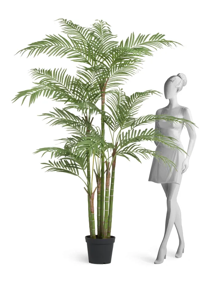 Бамбуковая Пальма