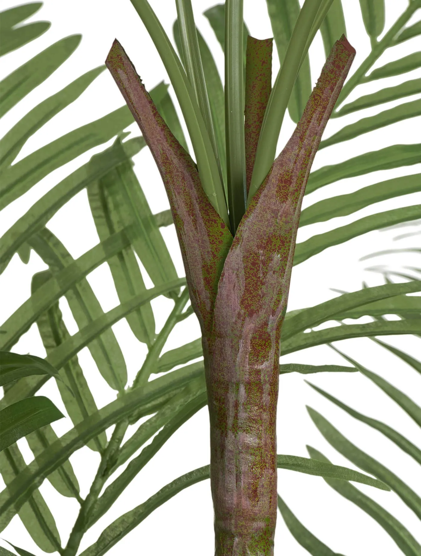 Бамбуковая Пальма