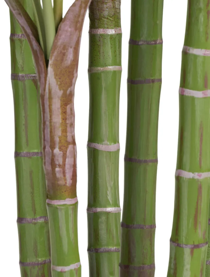 Бамбуковая Пальма