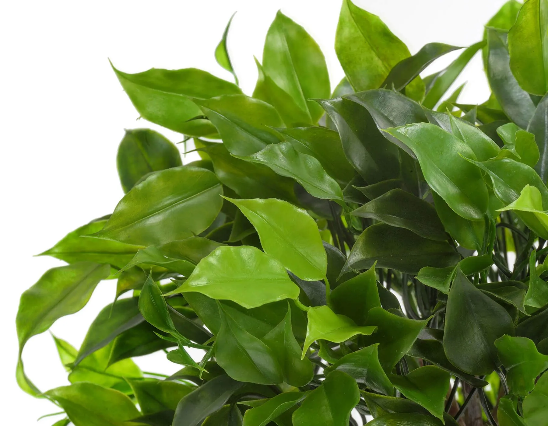 Фикус Тройной Бенджамина Топиари