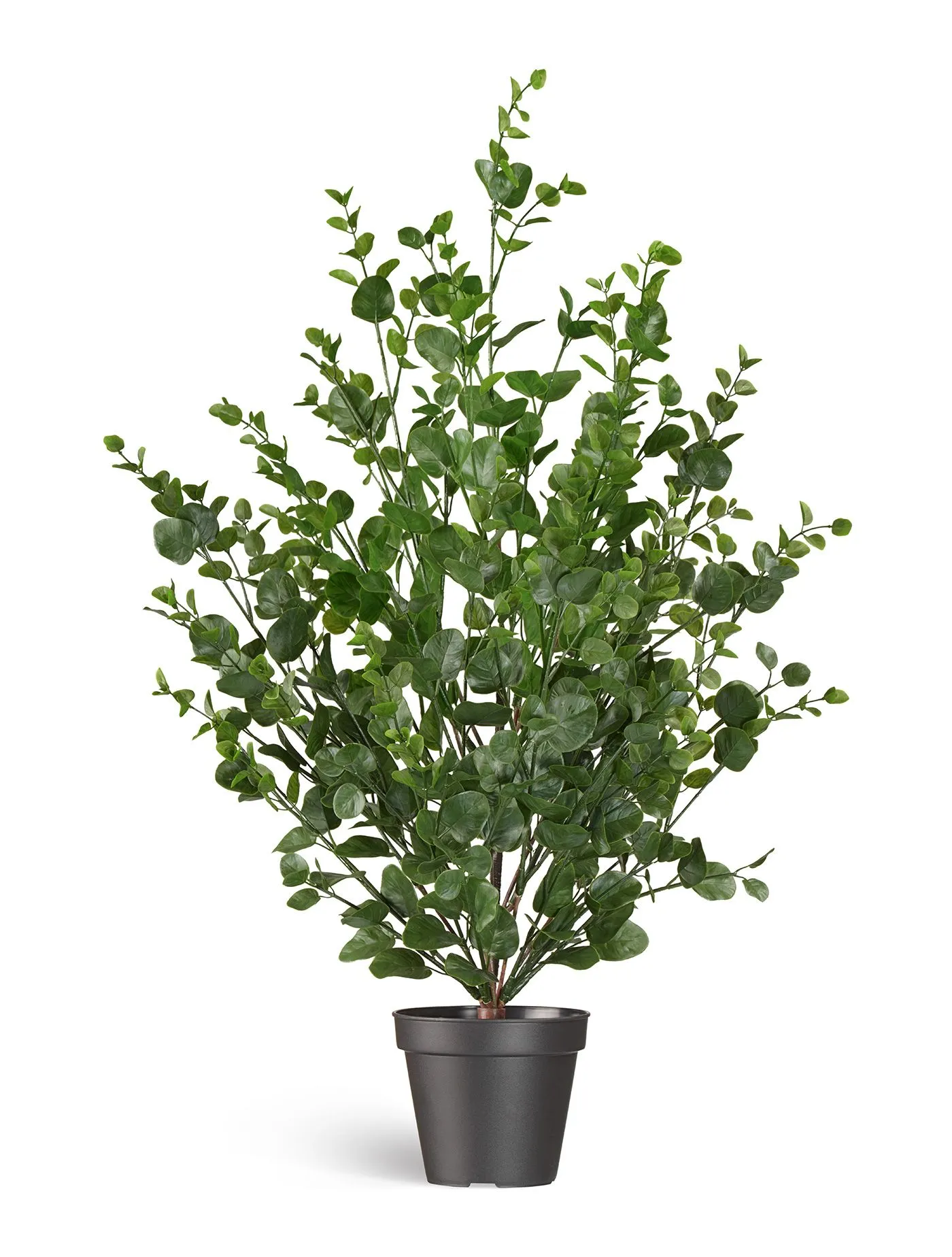 Эвкалипт зелёный куст
