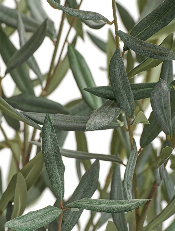 Олива Нэйчерел Топиари