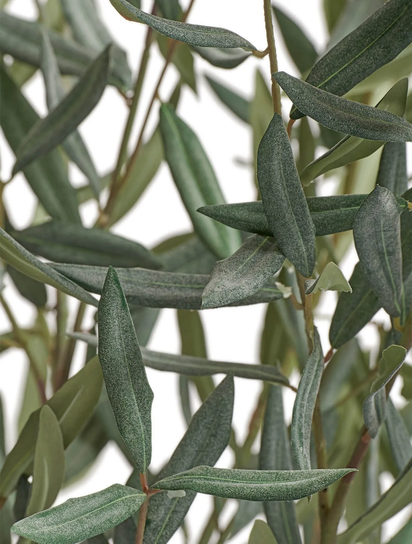 Олива Нэйчерел Топиари