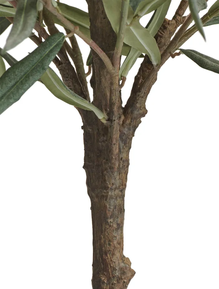 Олива Нэйчерел Топиари