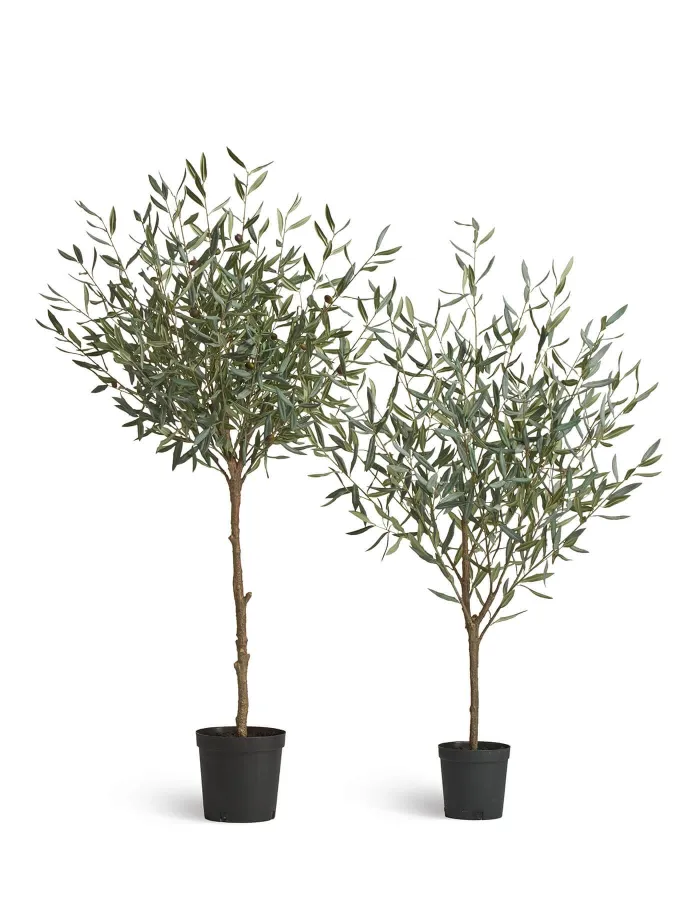 Олива Нэйчерел Топиари