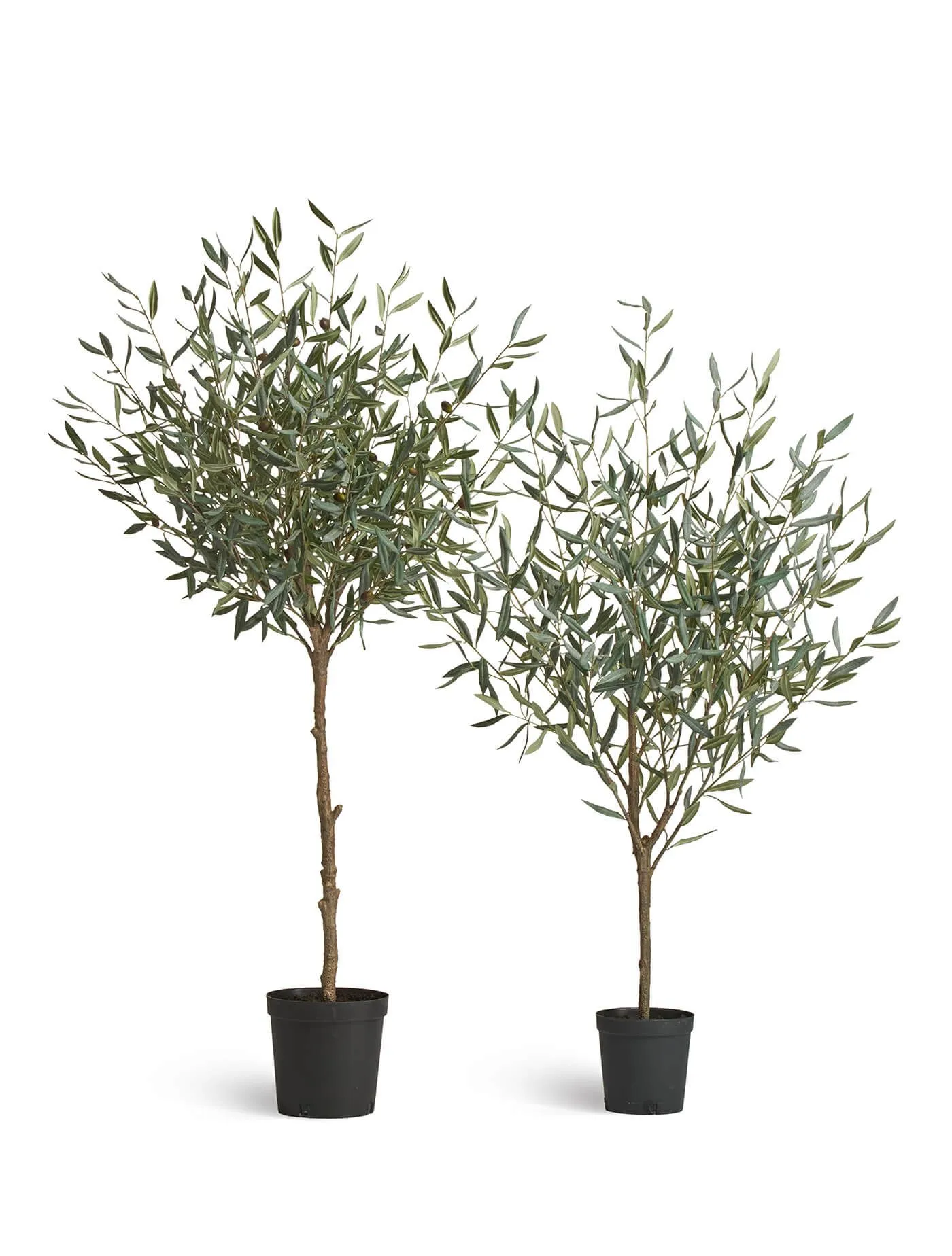 Олива Нэйчерел Топиари