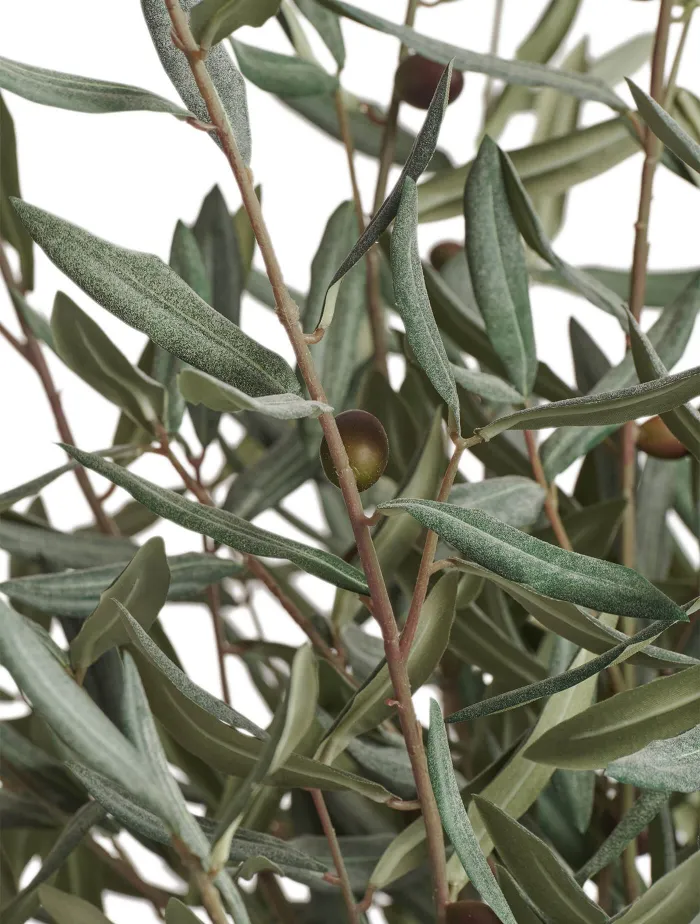 Олива Шар Топиари