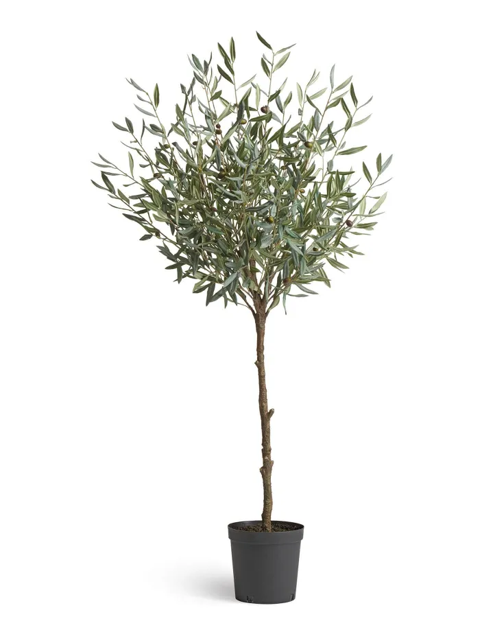 Олива Шар Топиари