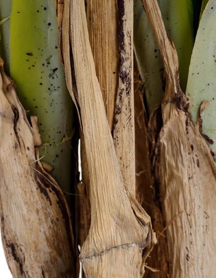 Пальма де Люкс Арека Катеху