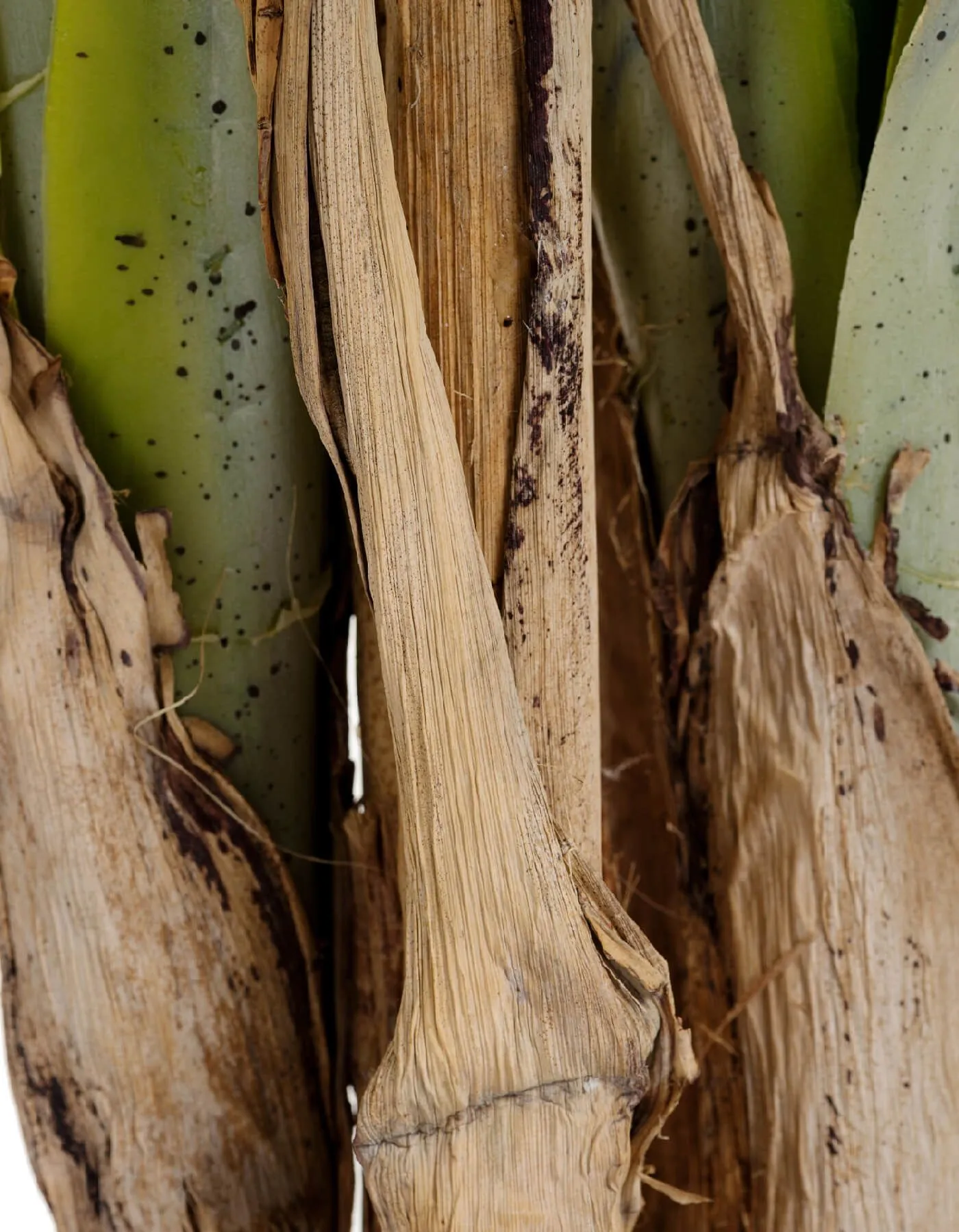 Пальма де Люкс Арека Катеху