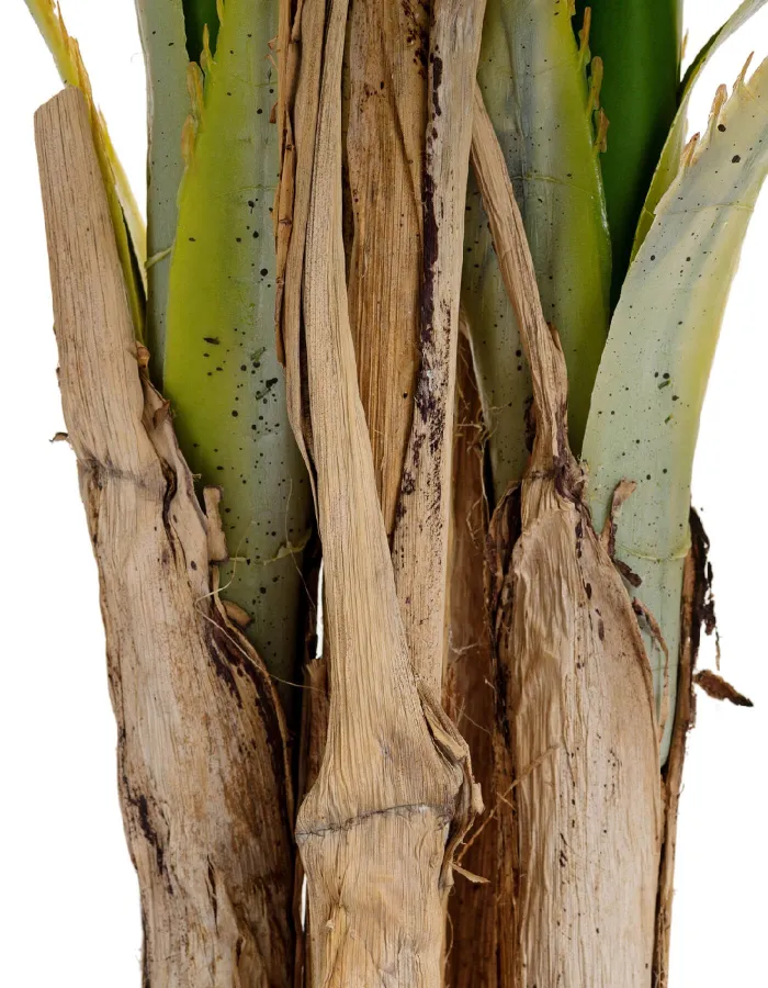 Пальма де Люкс Арека Катеху