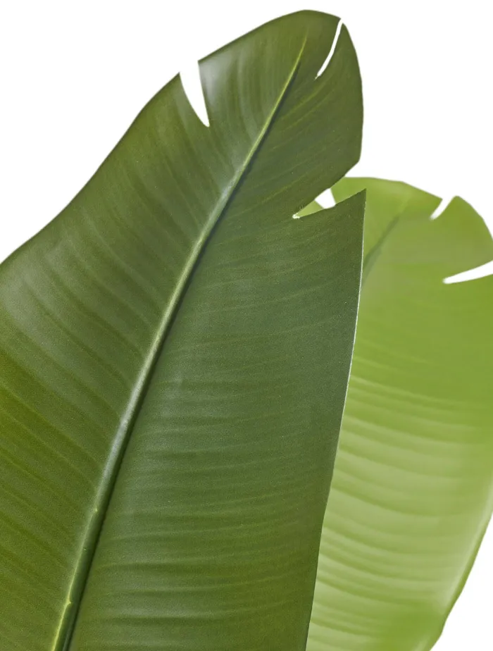 Стрелиция New Style