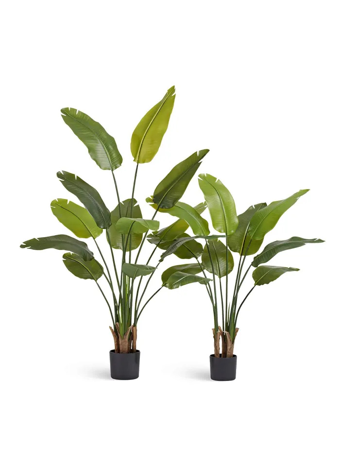 Стрелиция New Style