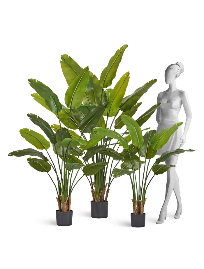 Стрелиция New Style