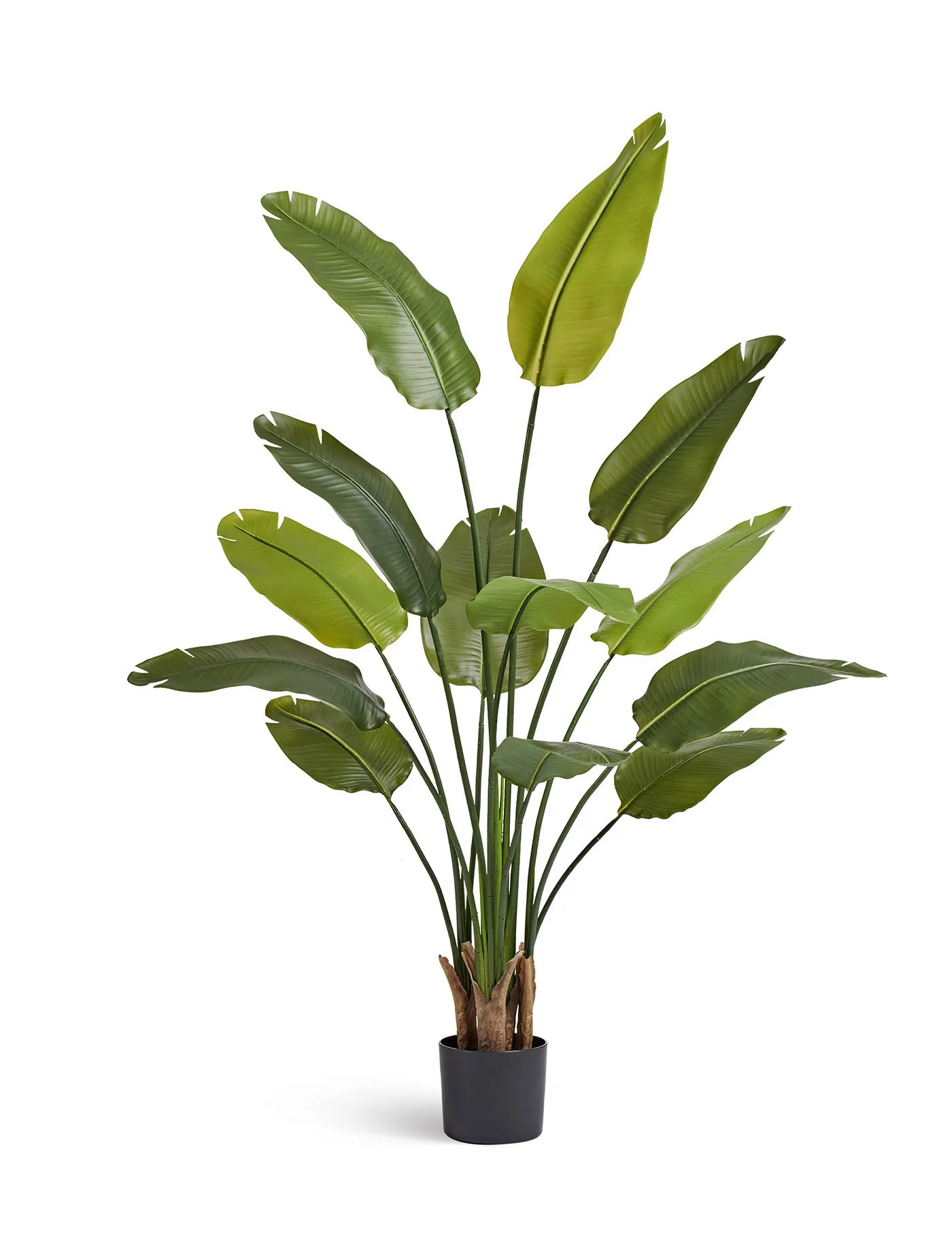 Стрелиция с UV-защитой  New Style