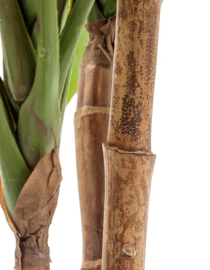 Кордилина на стволах зелёная крупнолистная