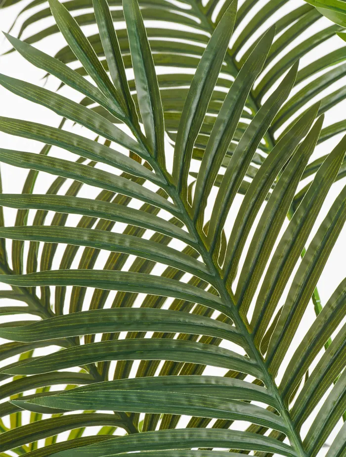 Пальма Арека New Хризалидокарпус