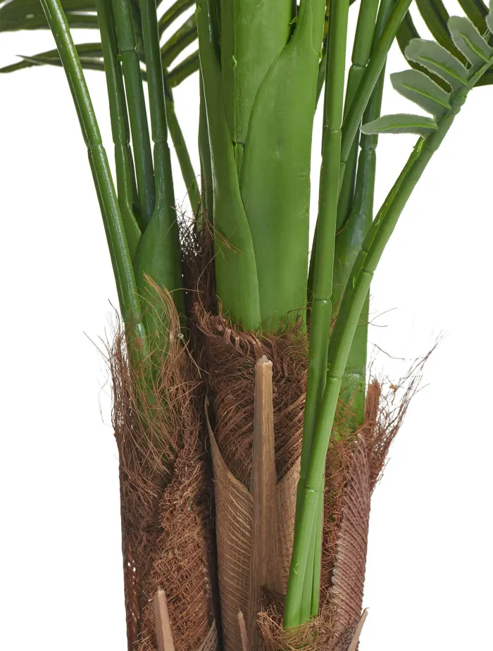 Пальма Арека New Хризалидокарпус