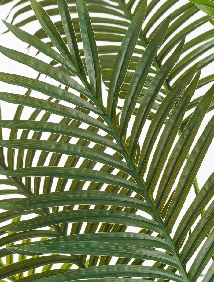 Пальма Арека New Хризалидокарпус