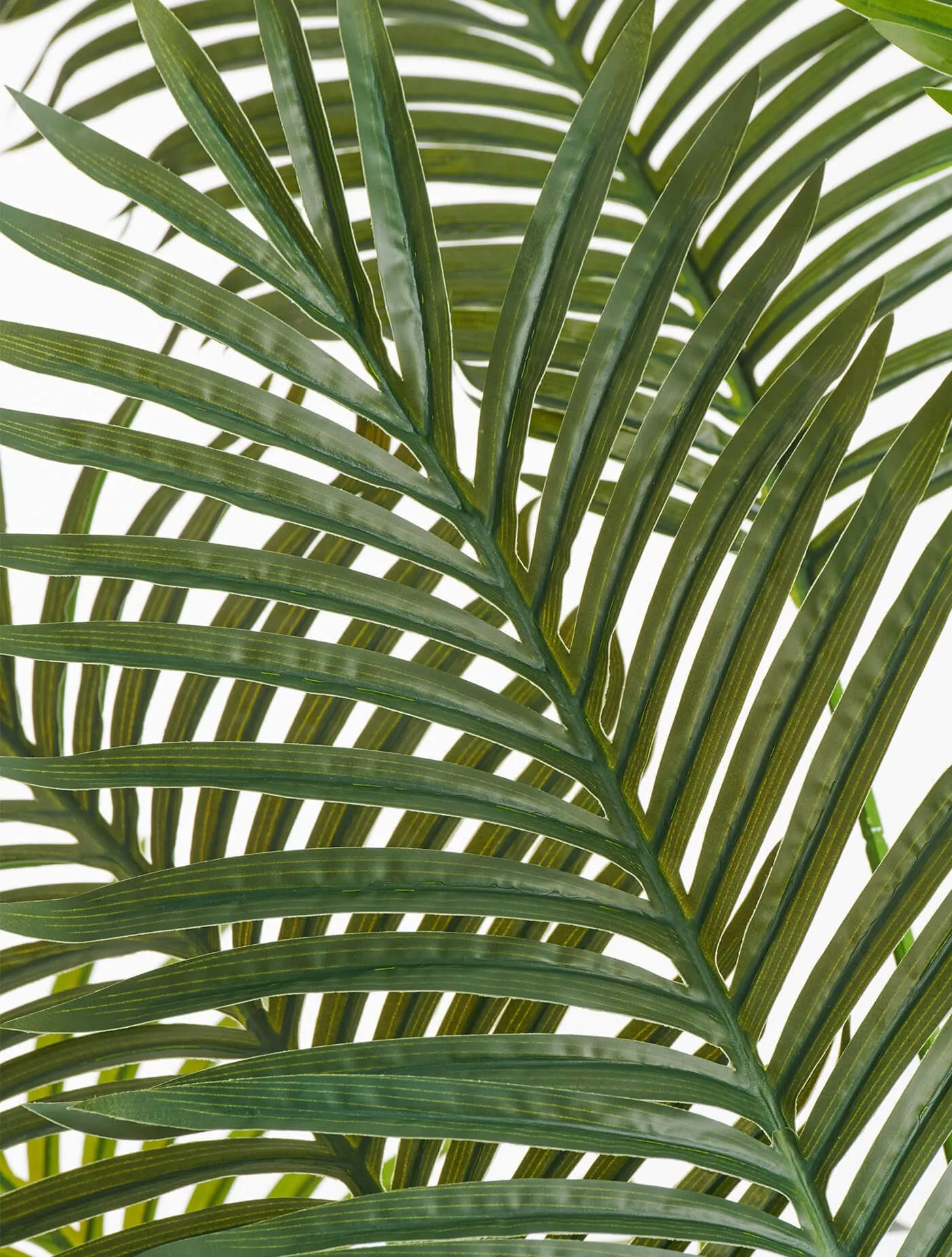 Пальма Арека New Хризалидокарпус