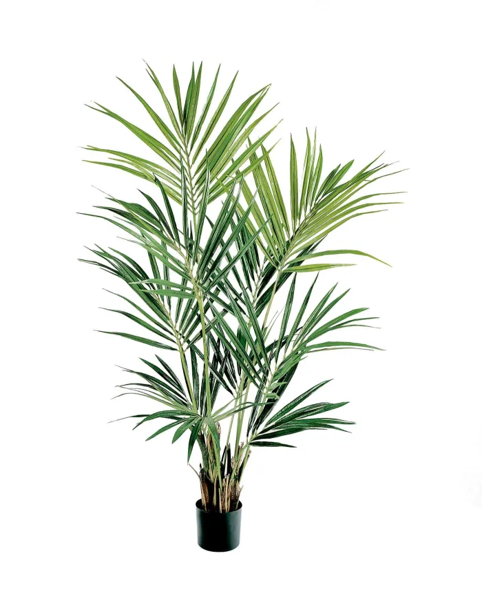 Пальма  (Ховея) Кентия