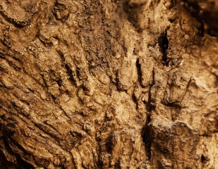 Олива на толстом стволе Олден