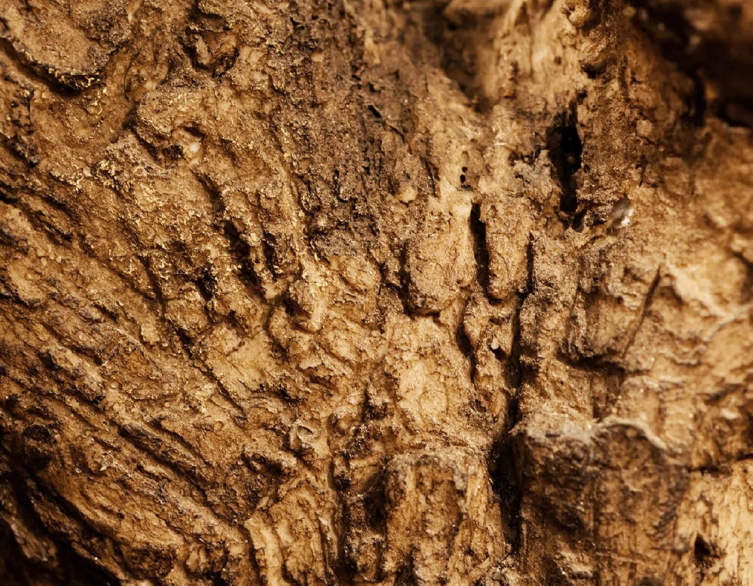 Олива на толстом стволе Олден