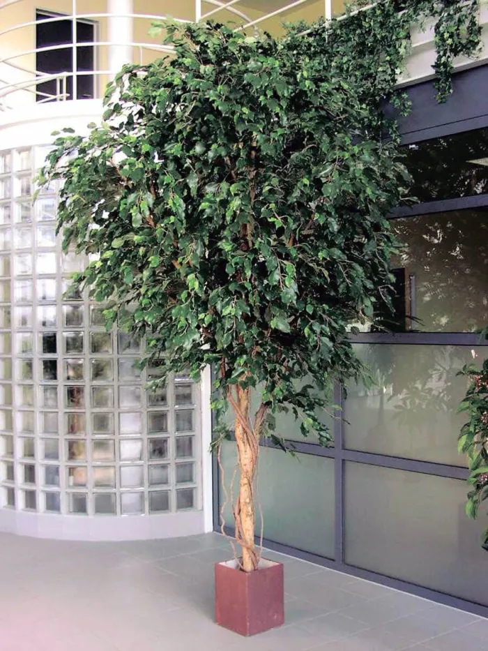 Гигантский Фикус Бенджамина