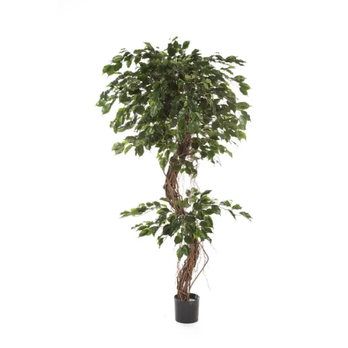 Бенджамина Коркскрю Фикус