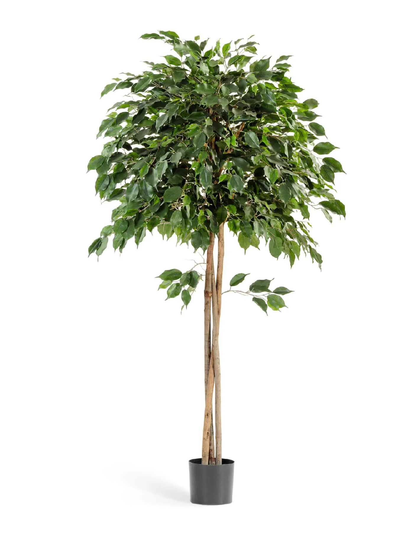 Зонтичный Фикус Бенджамина