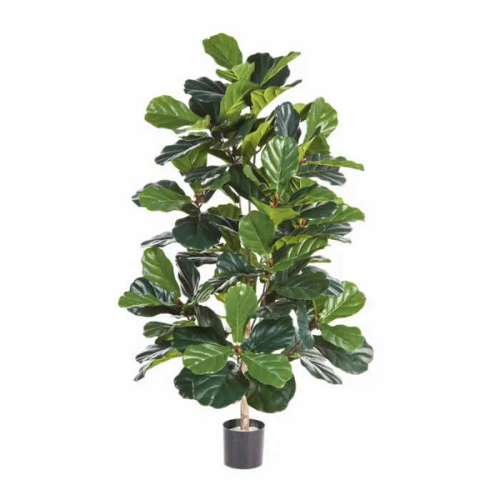 Фикус Лирата