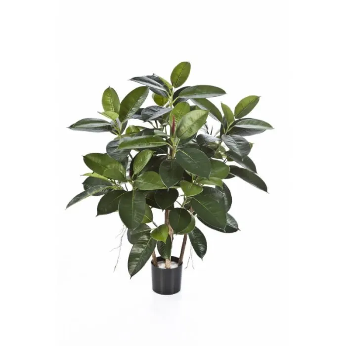Куст зелёный Фикус Эластика