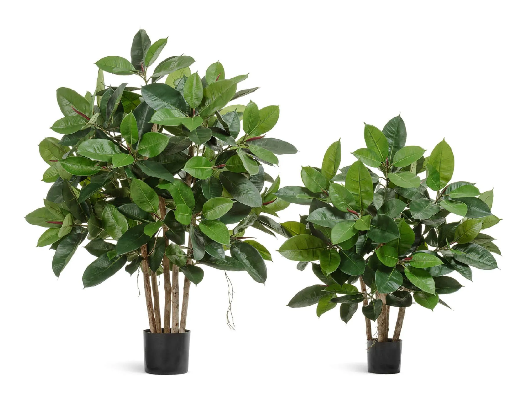 Куст зелёный Фикус Эластика большой