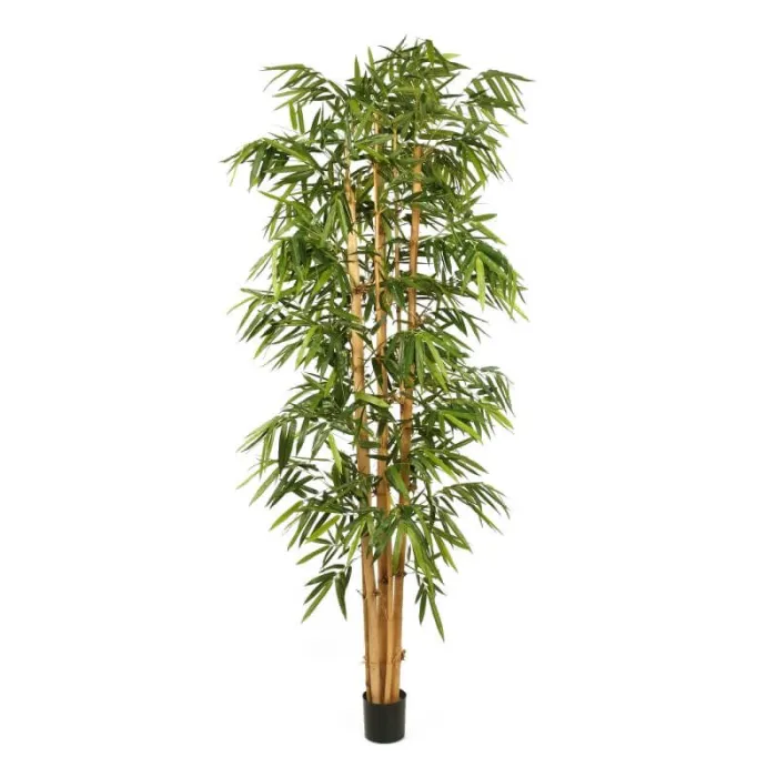 Новый Бамбук Гигантский Биг Лиф