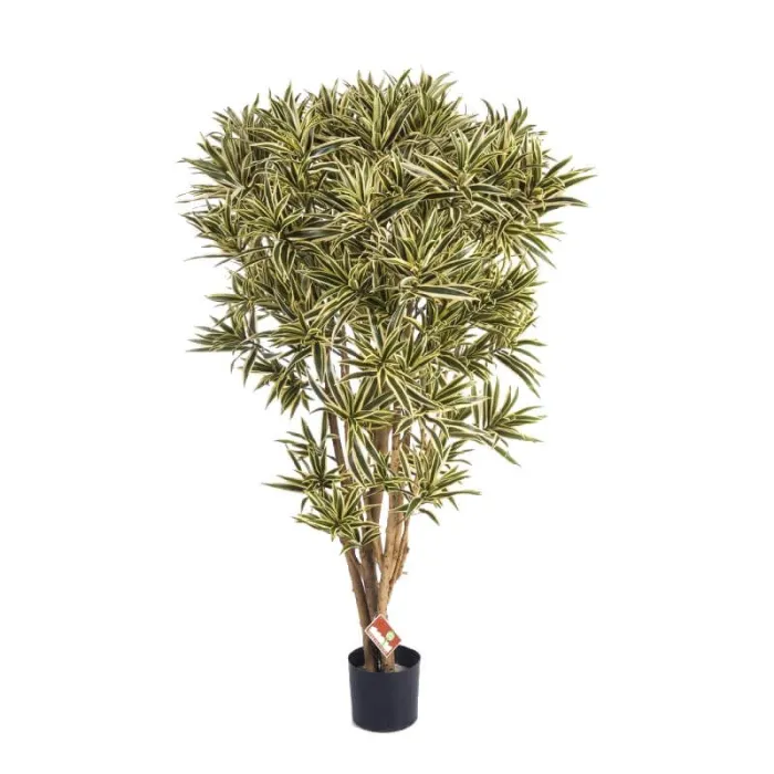 Драцена Рефлекса Золотая Ямайка