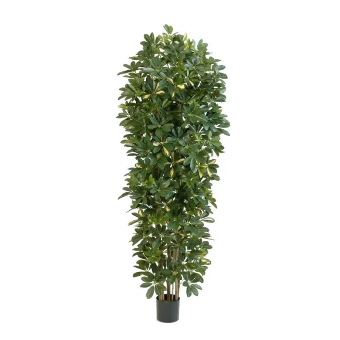 Большая пёстрая  Шеффлера колонновидная