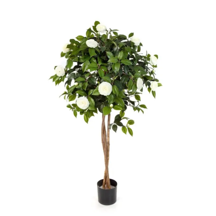 Кремовая Камелия на штамбе