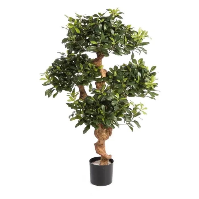 Горный Питтоспорум