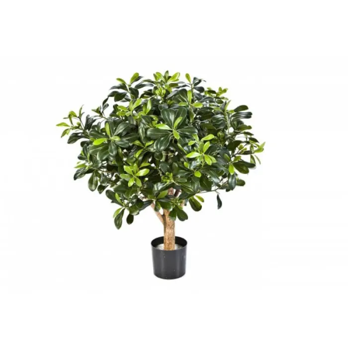 Шар Питтоспорум