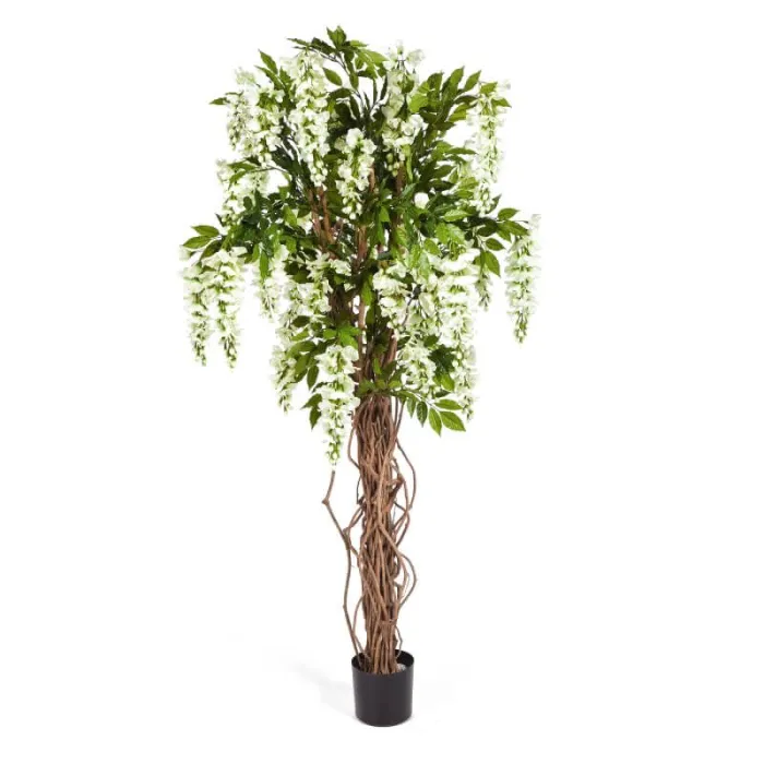 Лиана Вистерия белая