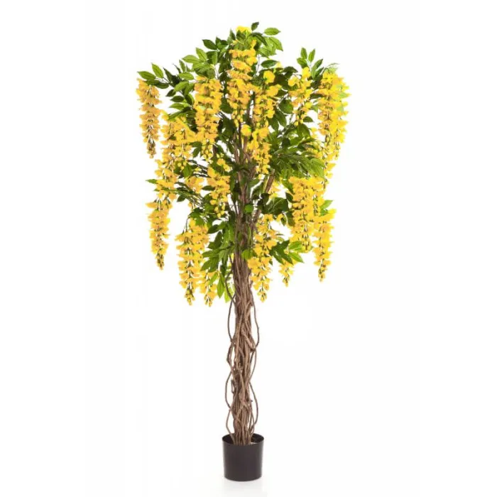 Лиана Вистерия жёлтая