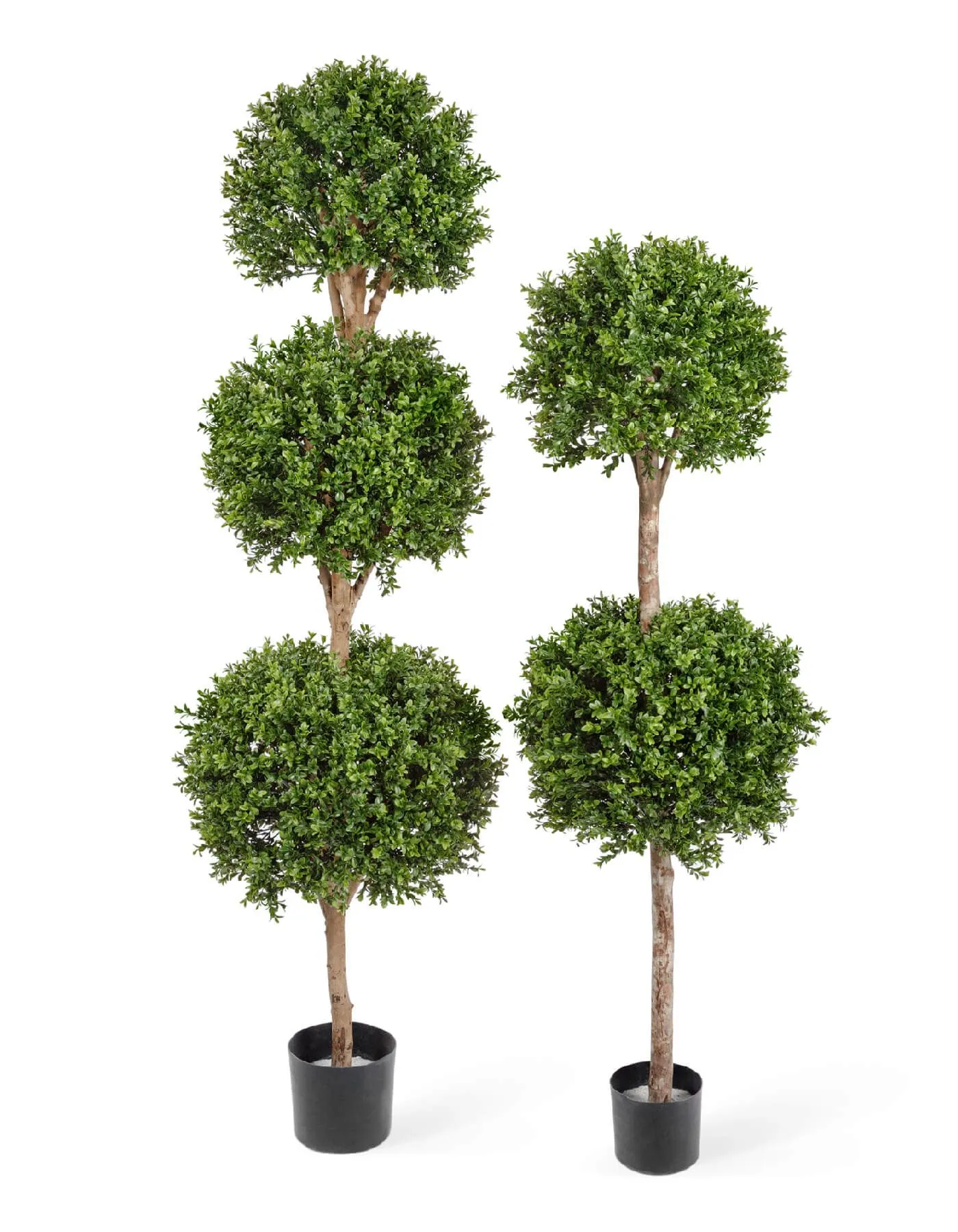 Уличный Самшит шар Двойной