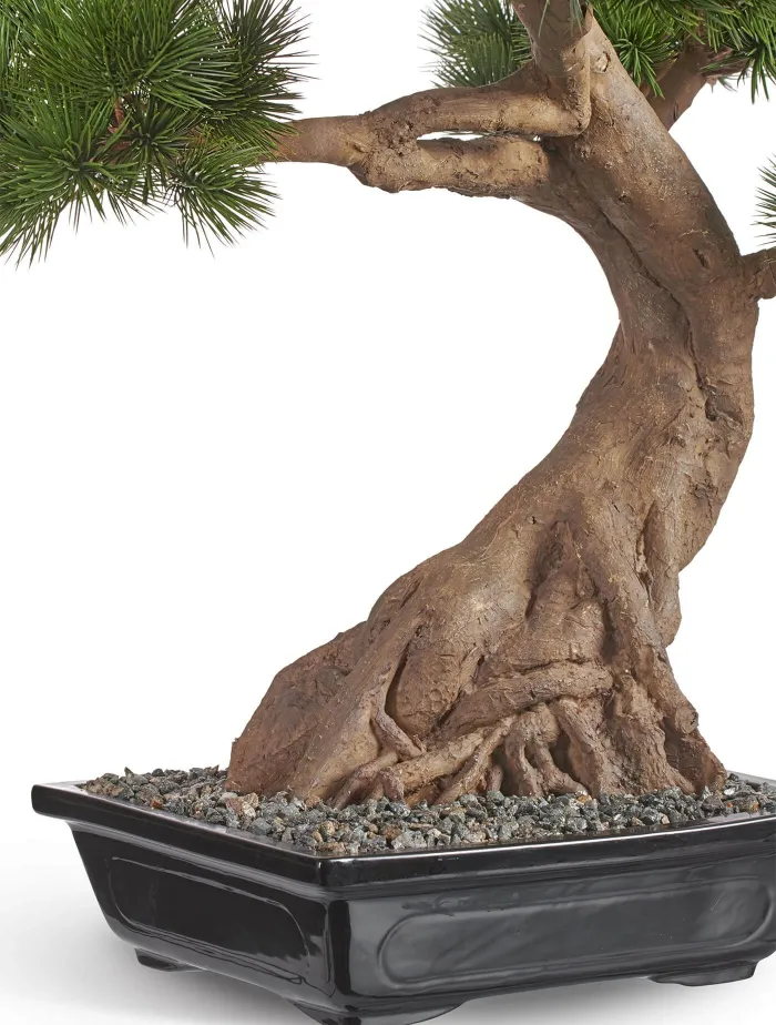 Бонсай в керамическом кашпо Сосна Японская белая Негиши