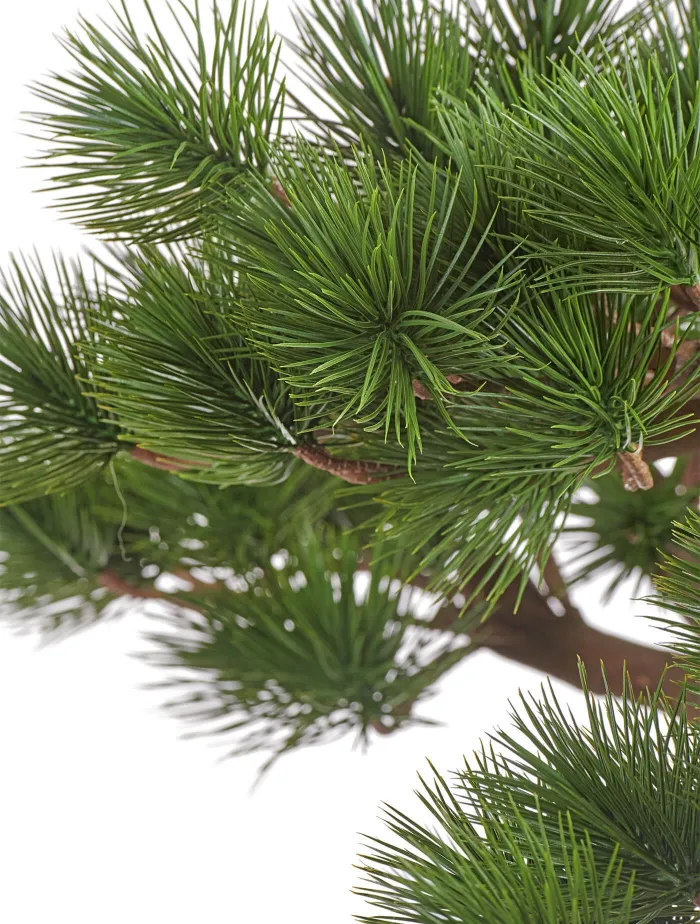 Бонсай в керамическом кашпо Сосна Японская белая Негиши