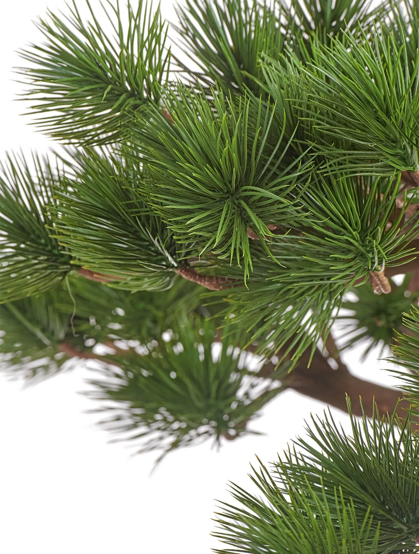 Бонсай в керамическом кашпо Сосна Японская белая Негиши