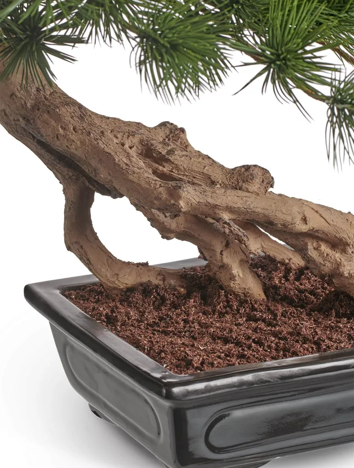Бонсай стелющийся в керамическом кашпо  Сосна Японская белая Негиши