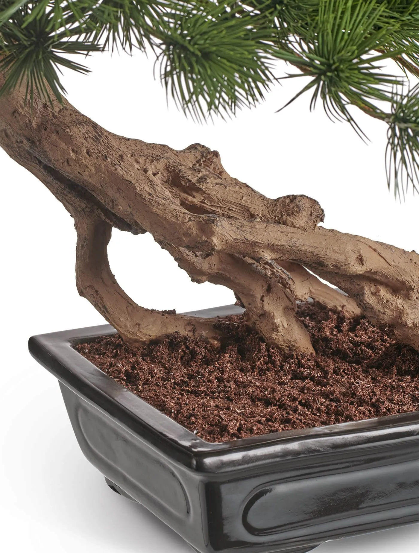 Бонсай стелющийся в керамическом кашпо  Сосна Японская белая Негиши