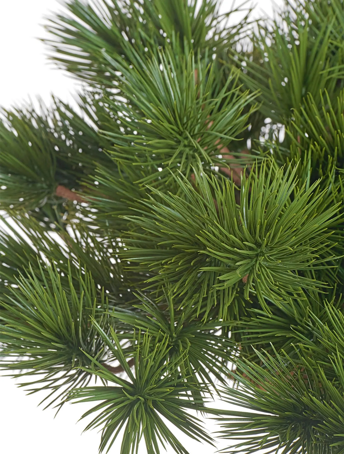 Бонсай стелющийся в керамическом кашпо  Сосна Японская белая Негиши