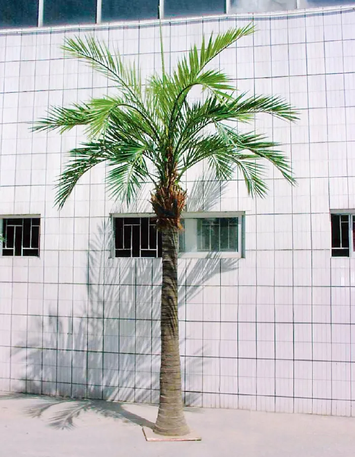 Гигантская Финиковая пальма