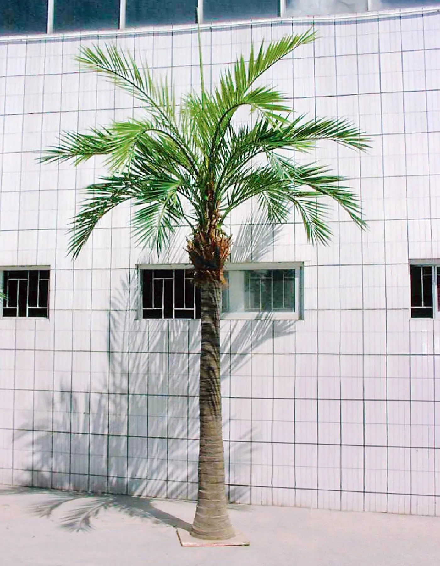 Гигантская Финиковая пальма